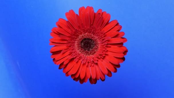 Een rode gerbera met delicate bloemblaadjes draait om zijn as. Heldere rode gerbera op een donkerblauwe achtergrond. — Stockvideo