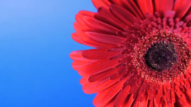 Margarita gerbera roja fresca cultivada en invernadero sobre un fondo azul vibrante. Macro disparo de una flor de gerberas. — Vídeo de stock