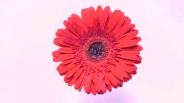 Açık bir Gerbera papatya çiçeğine yağmur damlaları düşer. Gerbera 'nın uzun kırmızı yapraklarından bir damla su akıyor..