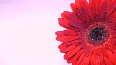 Açık bir Gerbera papatya çiçeğine yağmur damlaları düşer. Gerbera 'nın uzun kırmızı yapraklarından bir damla su akıyor..