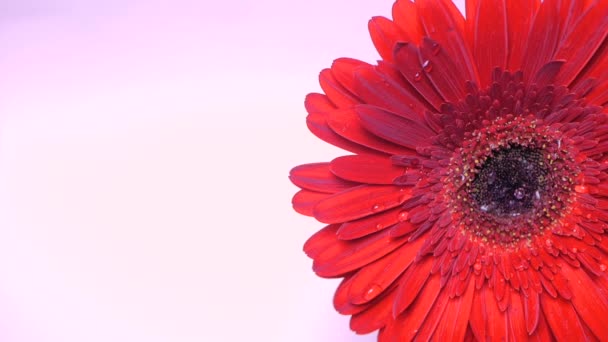 Las gotas de lluvia caen sobre una flor abierta de manzanilla gerbera. Gotas de agua recorren los largos pétalos rojos de la gerbera. — Vídeo de stock