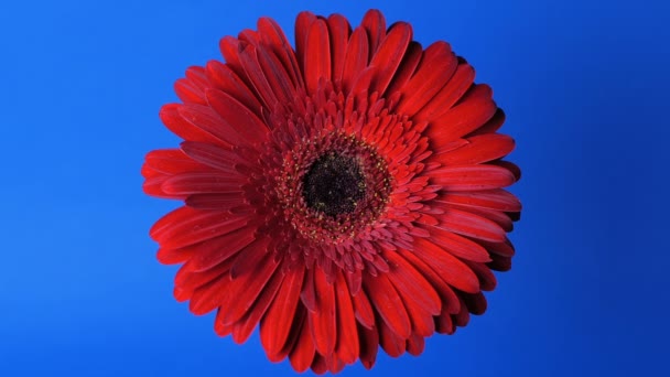 Gerberas rojas brillantes sobre un fondo azul oscuro. — Vídeos de Stock