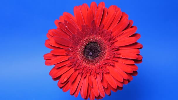 Las gotas de lluvia caen sobre la flor abierta de la margarita gerbera. Gotas de agua recorren los largos pétalos rojos de la gerbera. — Vídeos de Stock