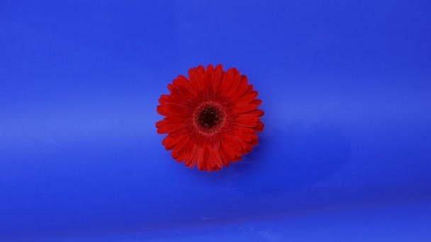 Heldere rode gerbera op een donkerblauwe achtergrond. — Stockvideo