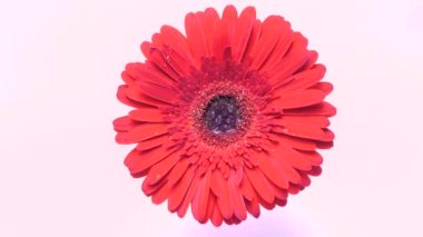 Açık bir Gerbera papatya çiçeğine yağmur damlaları düşer. Gerbera 'nın uzun kırmızı yapraklarından bir damla su akıyor..