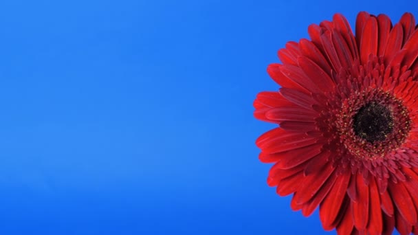 Fresh greenhouse-grown red gerbera daisy on a vibrant blue background. — Stok video