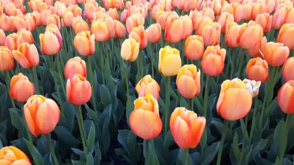 Un gran lecho de flores verde con deliciosos tulipanes amarillo-rojos. — Vídeo de stock