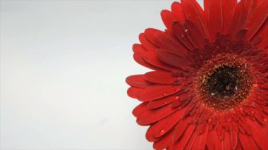 Açık bir Gerbera papatya çiçeğine yağmur damlaları düşer. Gerbera 'nın uzun kırmızı yapraklarından bir damla su akıyor..