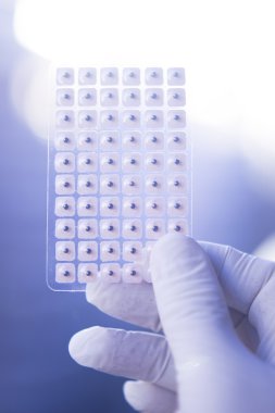 Auriculartherapy acupunture kulak tohumları