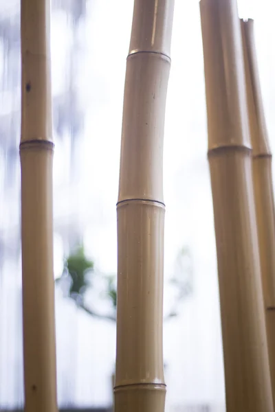 Bamboo in Japanese Asian restaurant