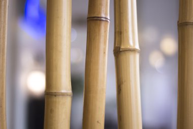 Bamboo in Japanese Asian restaurant clipart