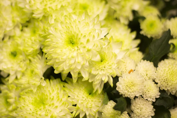 Demet çiçek gelin buketi