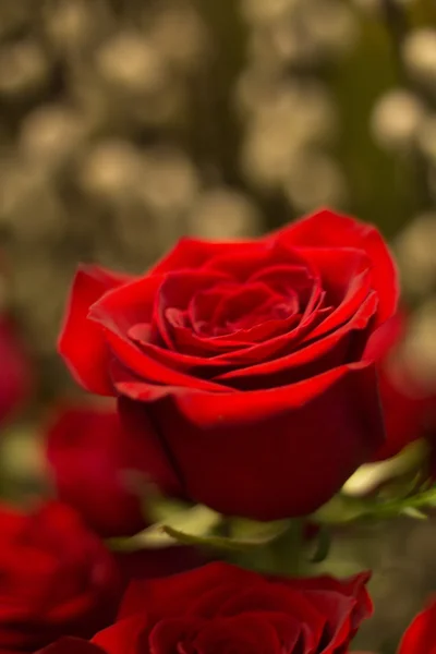 Bando de rosas vermelhas buquê de flores — Fotografia de Stock