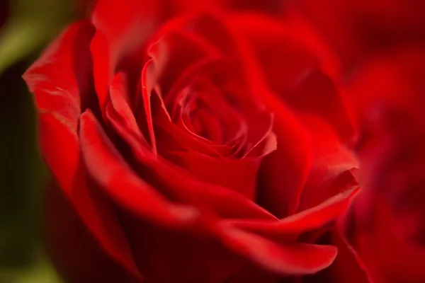 Bunch of red roses bouquet of flowers — Stock Photo, Image