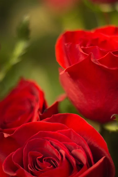 Bunch of red roses bouquet of flowers — Stock Photo, Image