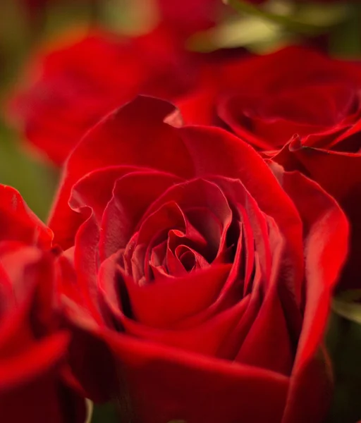 Bunch of red roses bouquet of flowers — Stock Photo, Image