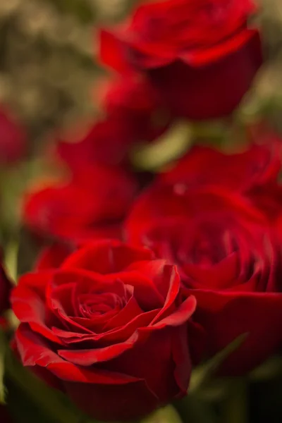 Bouquet de roses rouges bouquet de fleurs — Photo