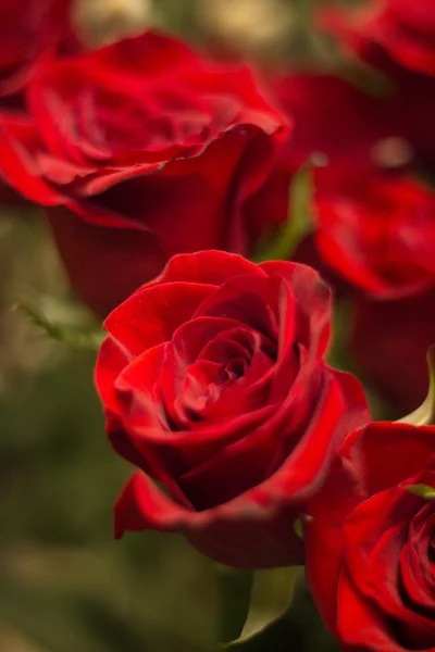 Bando de rosas vermelhas buquê de flores — Fotografia de Stock