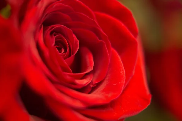 Kilka czerwonych róż bukiet kwiatów — Zdjęcie stockowe