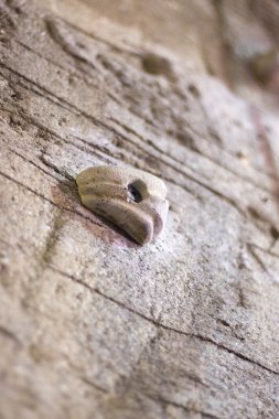 Kapalı tırmanma duvarı rock tutar
