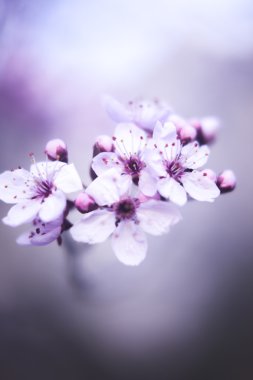 Güzel bahar çiçekleri