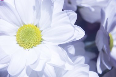 Güzel bahar çiçekleri