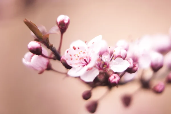Bonitas flores de primavera — Foto de Stock