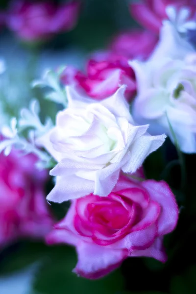 Jolies fleurs printanières — Photo