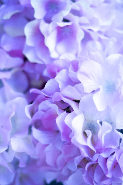 예쁜 봄 꽃 — 스톡 사진
