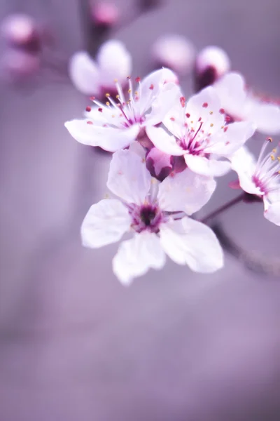 Graziosi fiori primaverili — Foto Stock