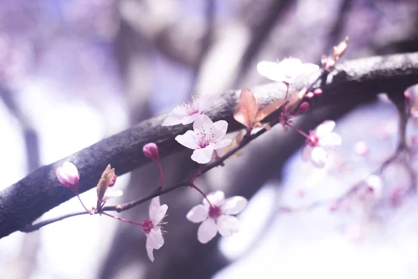 Bonitas flores de primavera — Foto de Stock