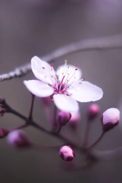 Vackra vårblommor — Stockfoto