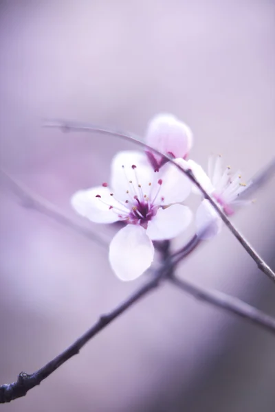 Graziosi fiori primaverili — Foto Stock