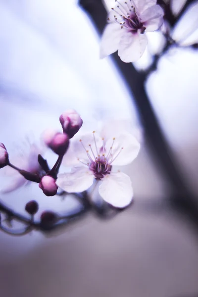 Cherry flowers photo — Stock Photo, Image