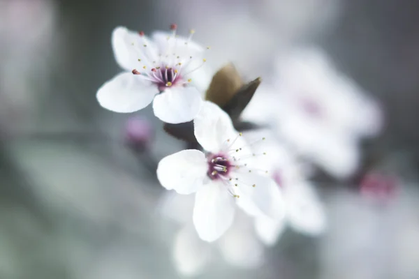 Bonitas flores de primavera — Foto de Stock