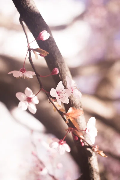 Pretty spring flowers — Stock Photo, Image