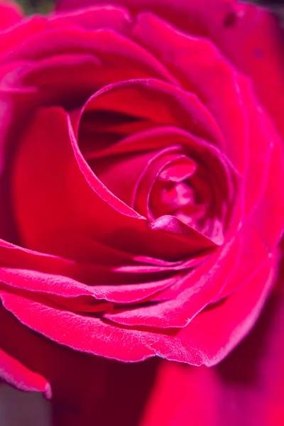 Bouquet di fiori e rose — Foto Stock