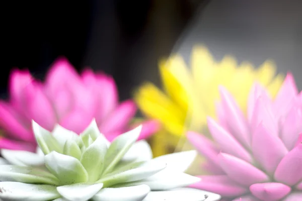 꽃의 꽃다발 들 — 스톡 사진