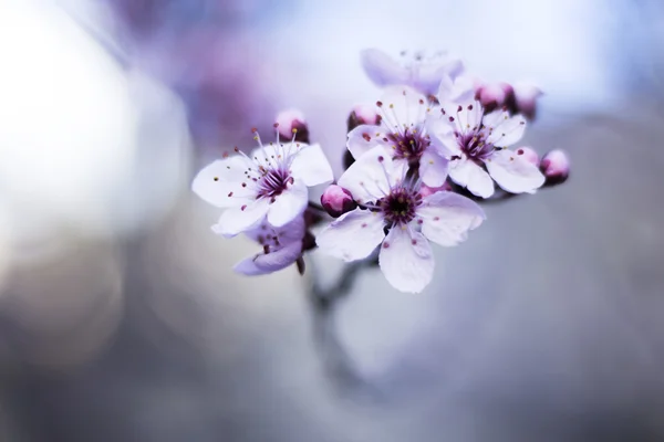 Cherry tree blossom flowers — Stock Photo, Image