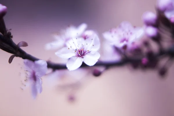 Cherry tree blossom flowers — Stock Photo, Image