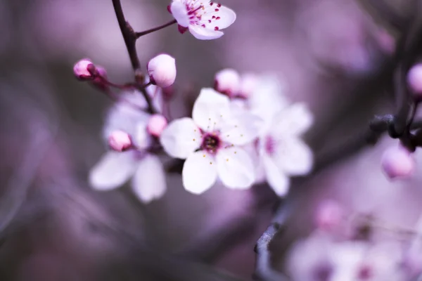 Kersenboom Blossom bloemen — Stockfoto