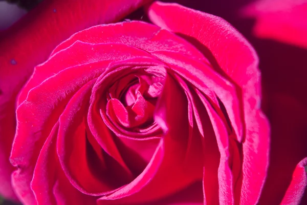 Букет квітів і троянд — стокове фото