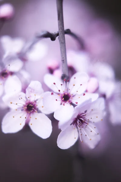 Albero di ciliegio Fiori di fiori — Foto Stock