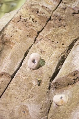 Kapalı tırmanma duvarı rock tutar