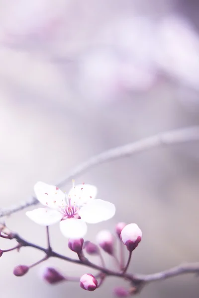 Cerejeira Flores de flor — Fotografia de Stock