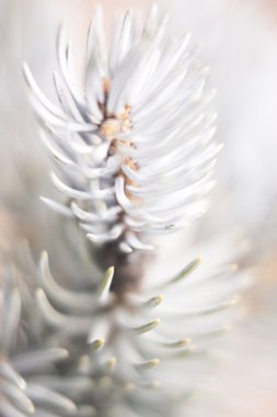 Çam ağacı dalı çam