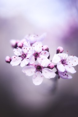 Kiraz ağacı çiçek çiçekler