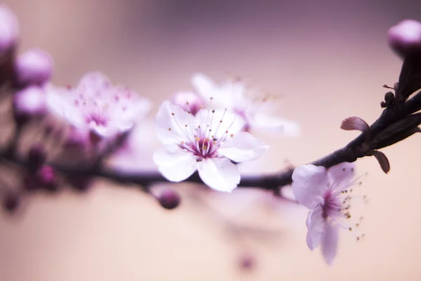 Kersenboom Blossom bloemen — Stockfoto