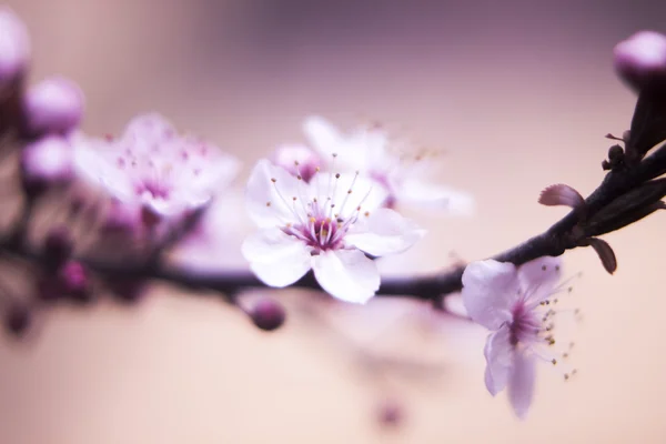 Cerezo Flores de flor — Foto de Stock