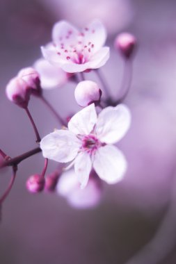 Kiraz ağacı çiçek çiçekler